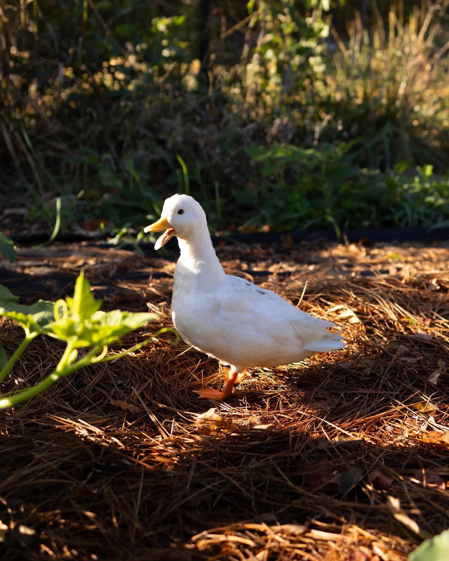 White Call duck foraging in the garden at golden hour