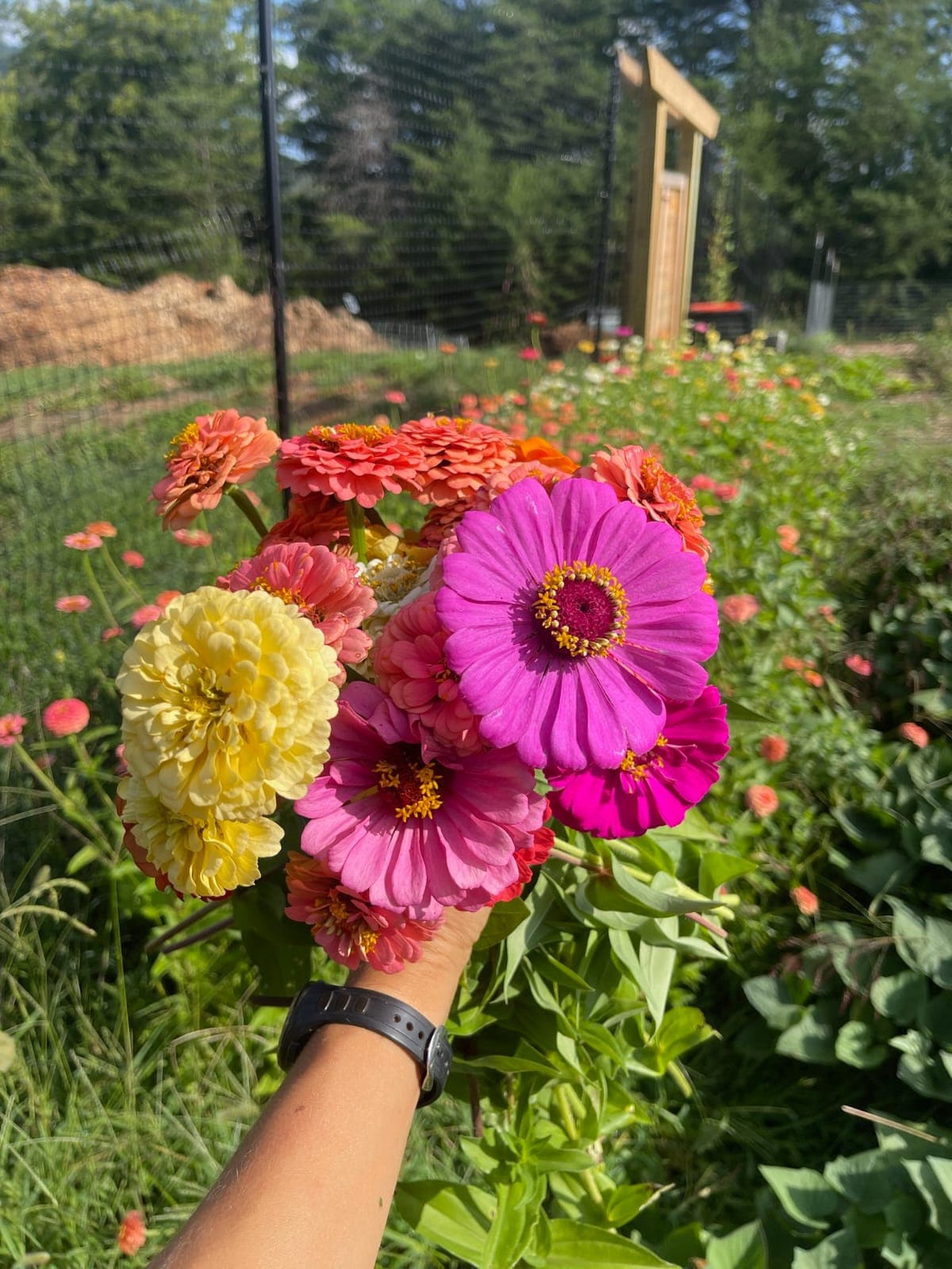 Fresh-cut zinnia flower bouquet from the homestead garden