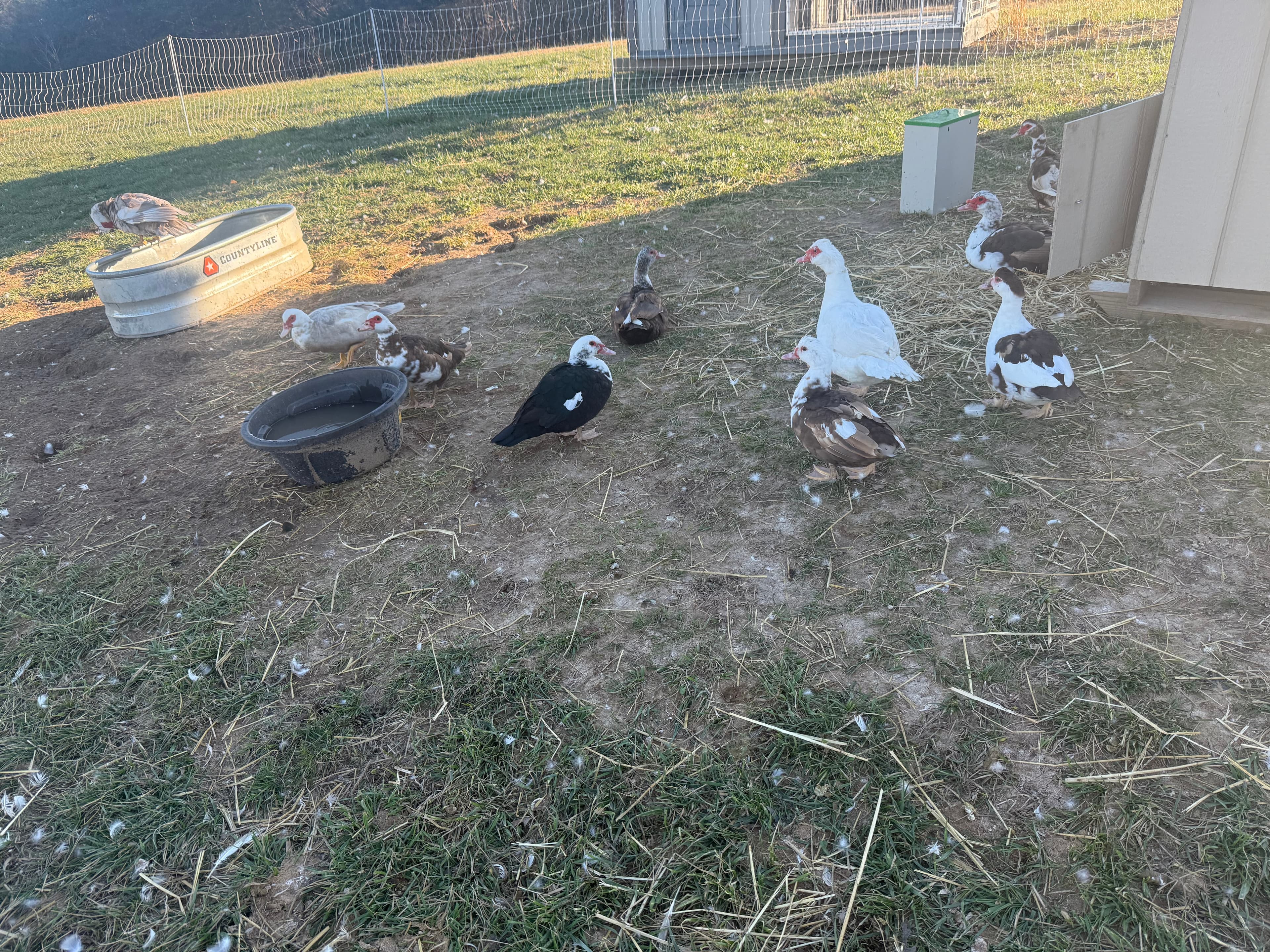 Muscovy ducks in the homestead yard