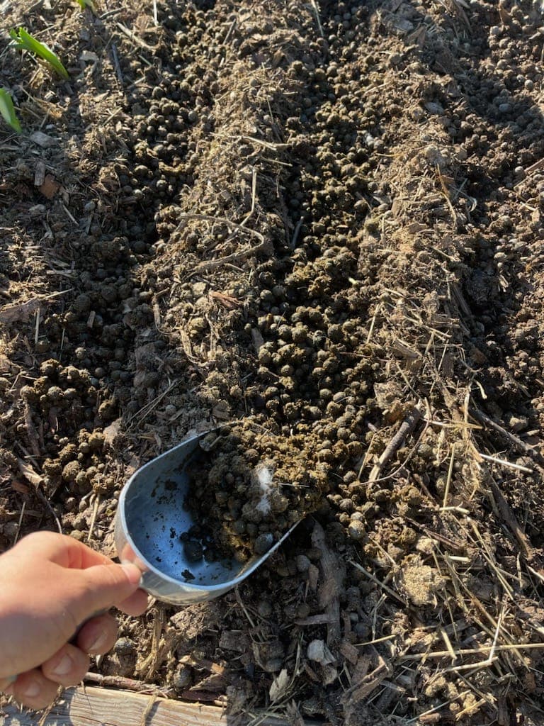 Composted rabbit manure used as an organic garden soil amendment