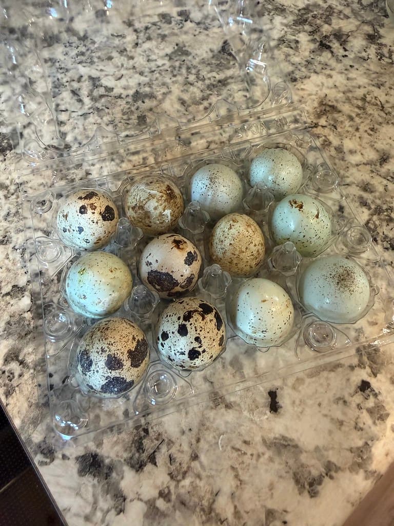 Hatching & Eating Eggs available at AM Hatchery