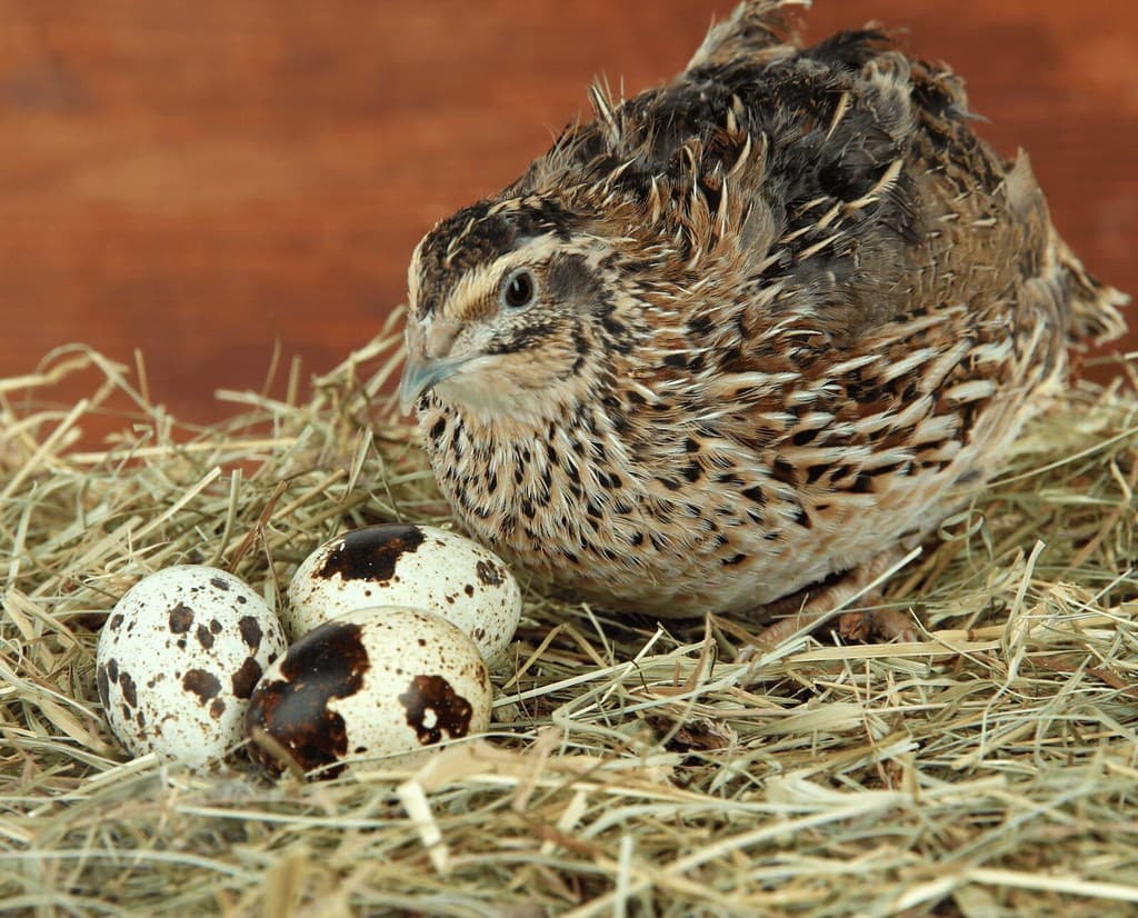 Quail available at AM Hatchery