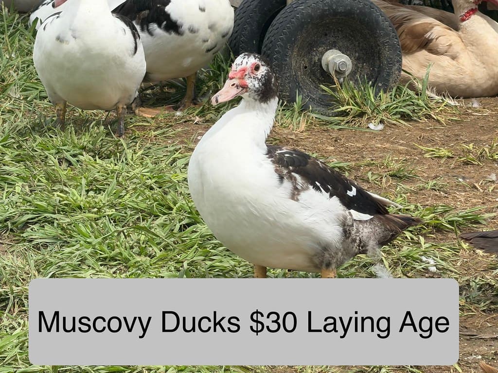 Ducks & Ducklings available at AM Hatchery