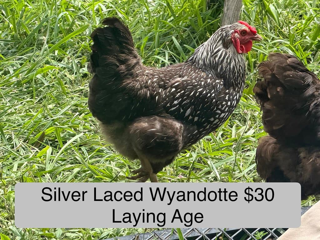 Chickens & Chicks available at AM Hatchery