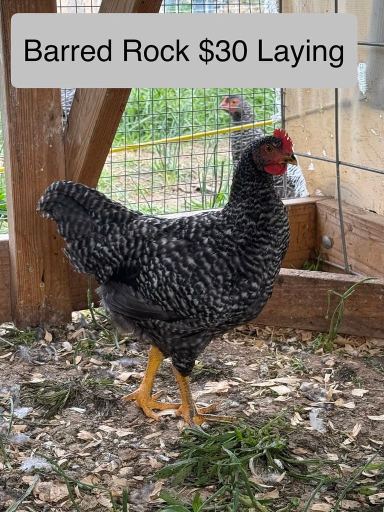 Chickens & Chicks available at AM Hatchery