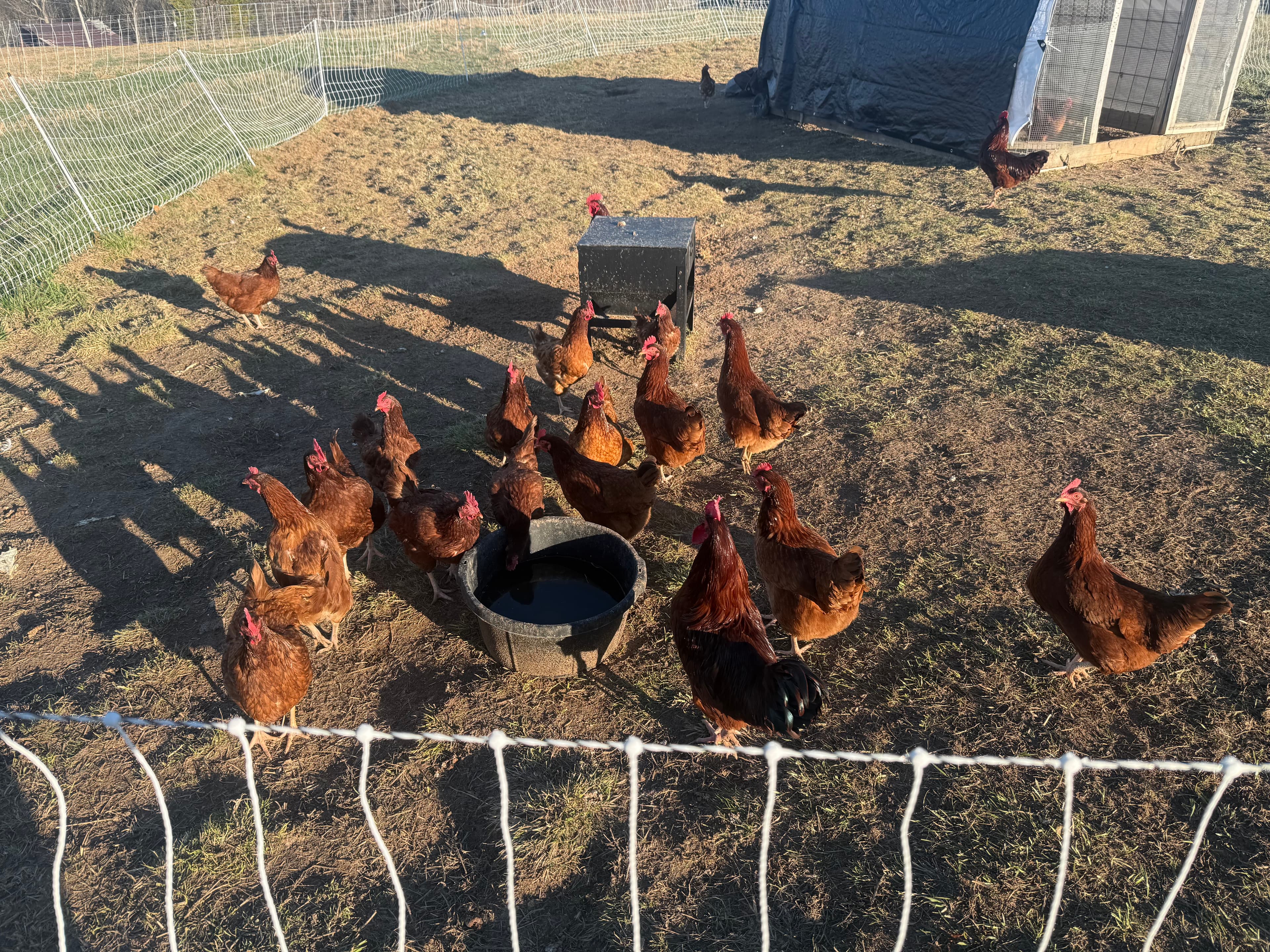Rhode Island Red hens foraging on pasture